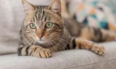 Гнойные глаза у кошки - причины и лечение