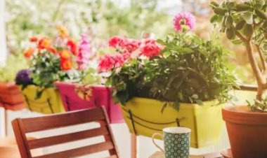 Выносливые цветы для балкона - 5 самых красивых сортов