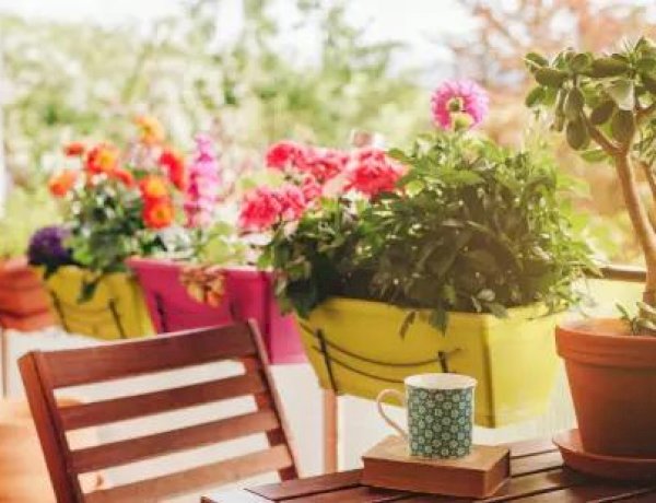 Выносливые цветы для балкона - 5 самых красивых сортов