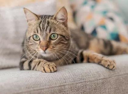 Гнойные глаза у кошки - причины и лечение