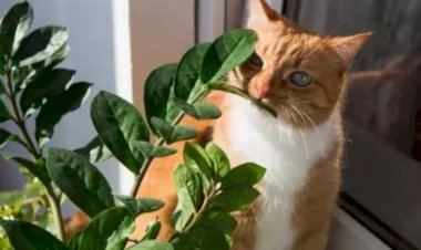 Ядовитые и безопасные для кошек растения - список