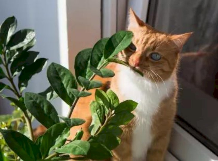 Ядовитые и безопасные для кошек растения - список
