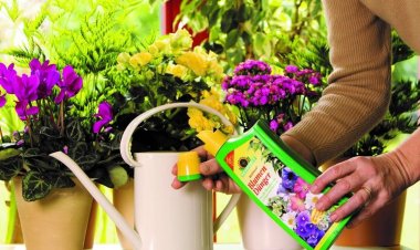 Удобрения для комнатных растений