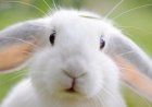 Почему домашний декоративный кролик кусается?