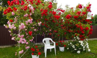 Как вырастить многолетние садовые розы из семян?