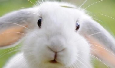 Почему домашний декоративный кролик кусается?