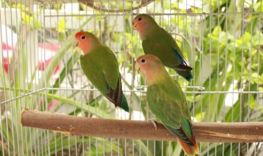 Домашние пернатые - первые соображения при покупке