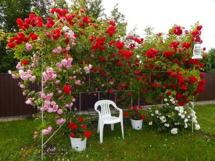 Как вырастить многолетние садовые розы из семян?