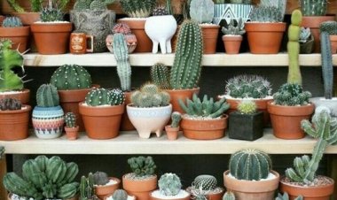 Горшки для кактусов – какие выбрать?