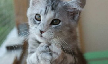 Просьба. Что такое просьба?